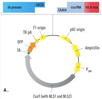 344x334 Geneart Crispr Nuclease Vectors Thermo Fisher Scientific