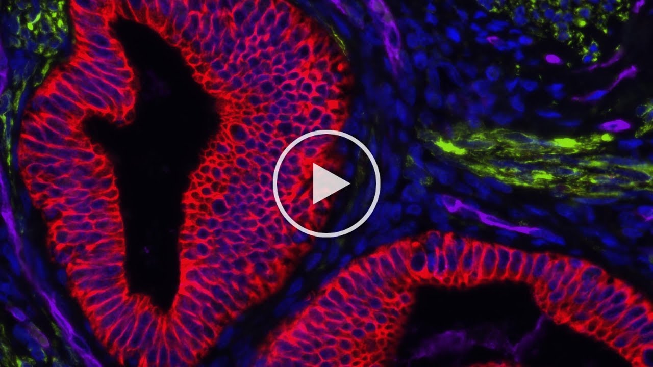 1280x720 Vector Laboratories Immunofluorescence Has A Bright Future