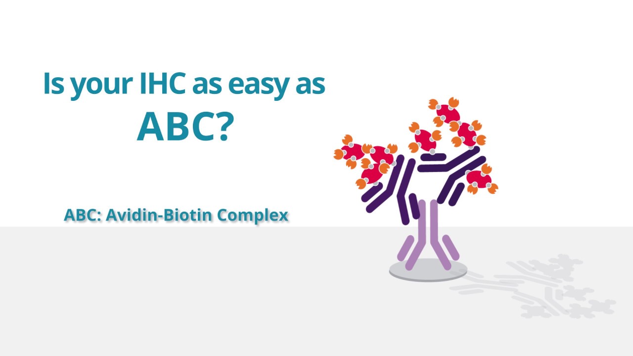 1280x720 Vector Laboratories Is Your Ihc As Easy As Abc