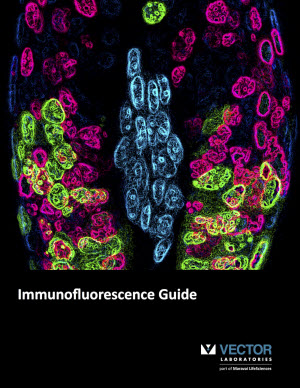 300x388 Vector Laboratories Publishes New Guide For Immunofluorescence