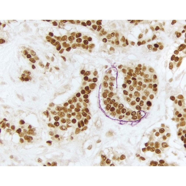 650x650 Vector Laboratories Vector Vip Peroxidase