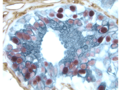 400x300 Elite Abc Peroxidase Kit Pk From Vector