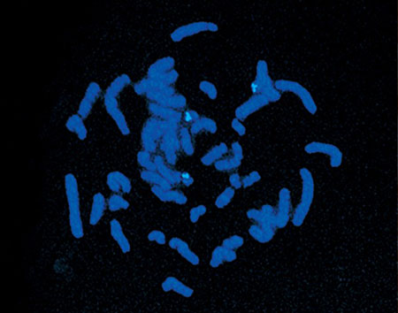 450x354 Labeling And Detection Systems For Biological Science Vector Labs