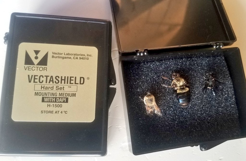 1024x668 Vector Laboratories