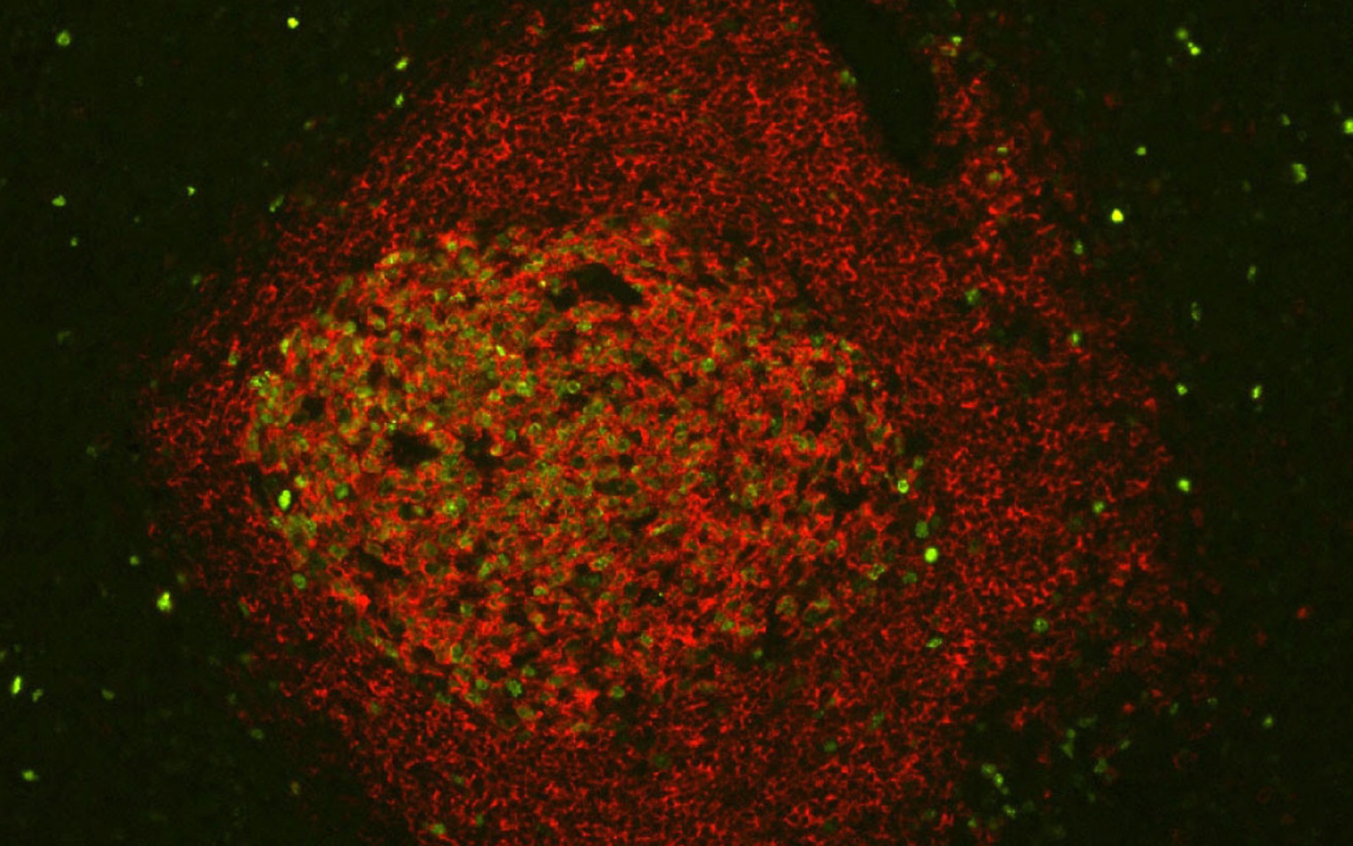 1920x1200 Vector Laboratories Inc Lamaison