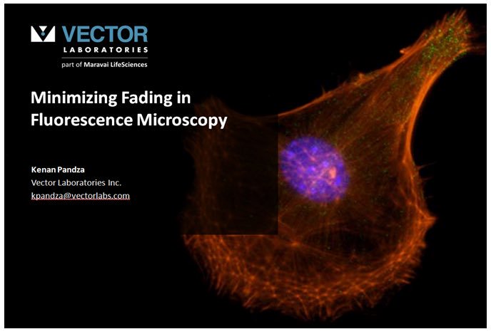 688x469 Vector Laboratories On Twitter Dr Kenan Pandza Talks About How