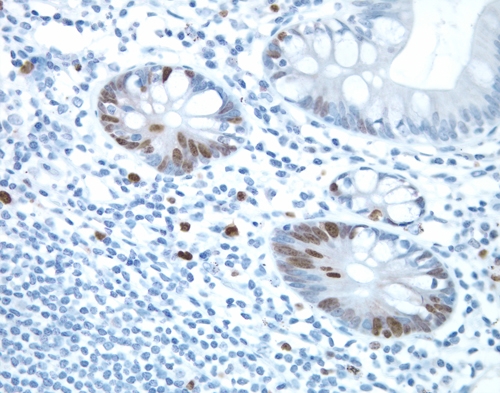 500x393 Polymer Reagents From Vector Laboratories Inc