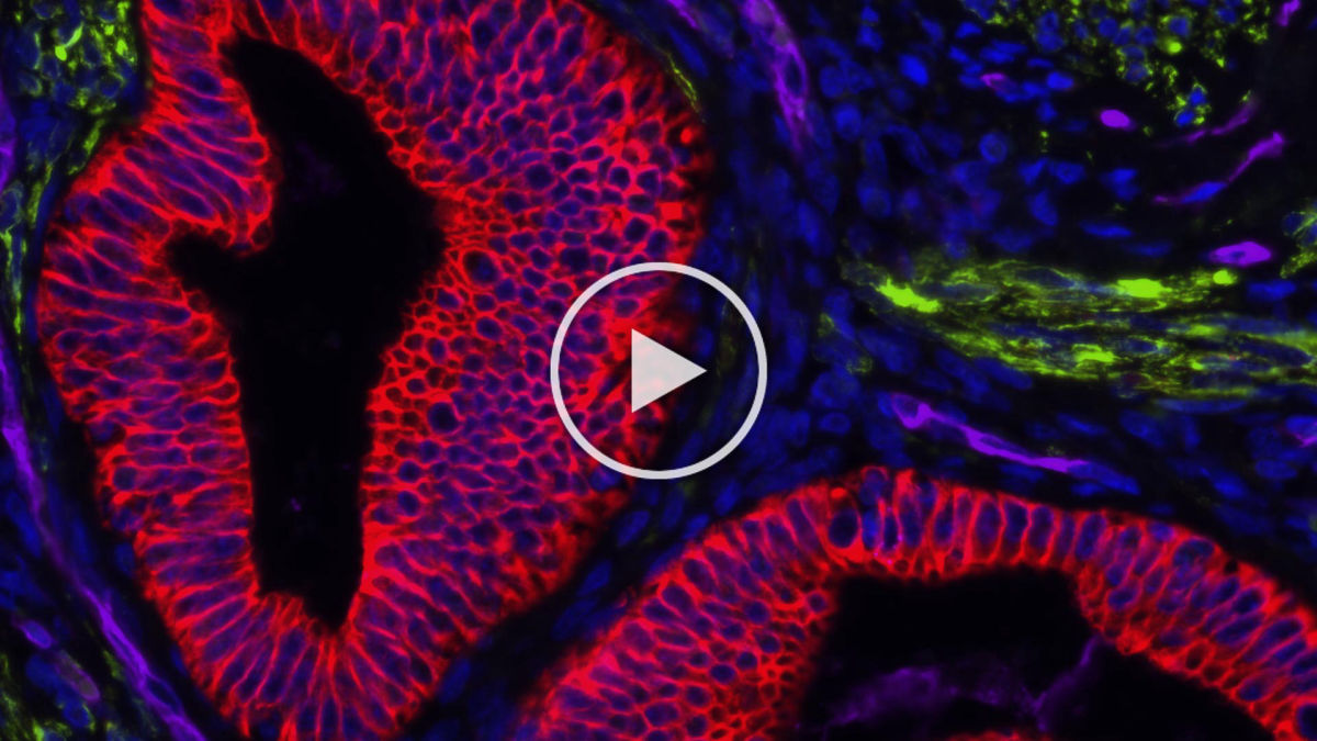 1200x675 Vector Laboratories Immunofluorescence Has A Bright Future
