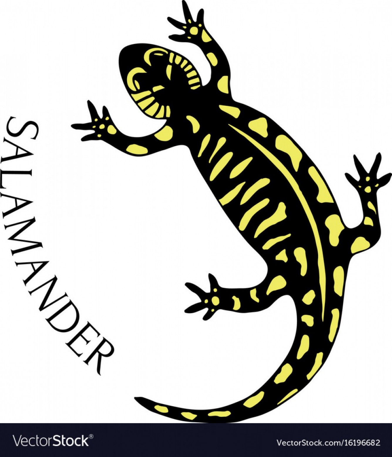 1335x1555 Salamander Vector Lamaison