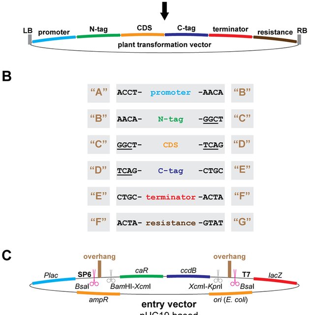 640x640 Greengate Vector Design And Layout A The Greengate Cloning