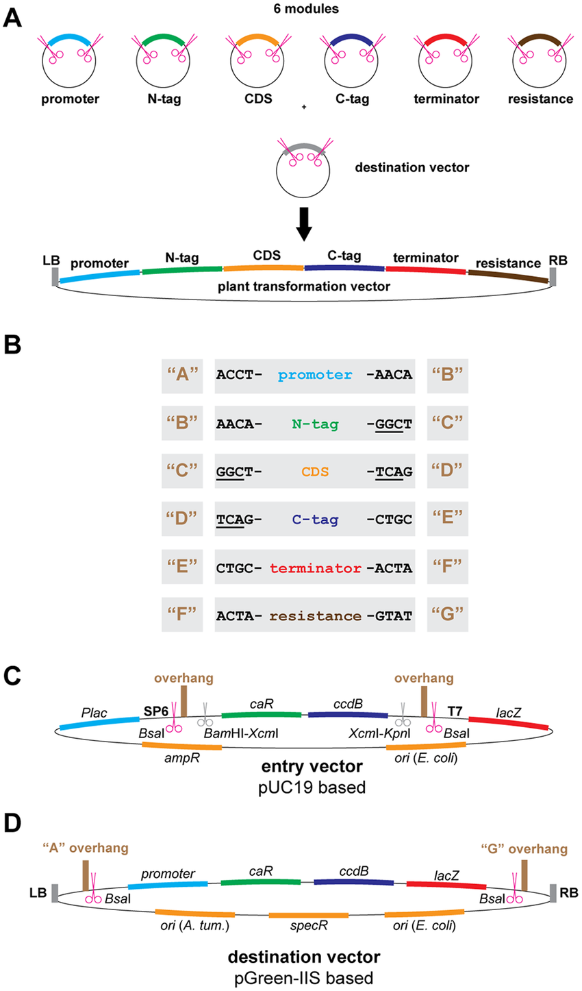 850x1446 Greengate Vector Design And Layout A The Greengate Cloning
