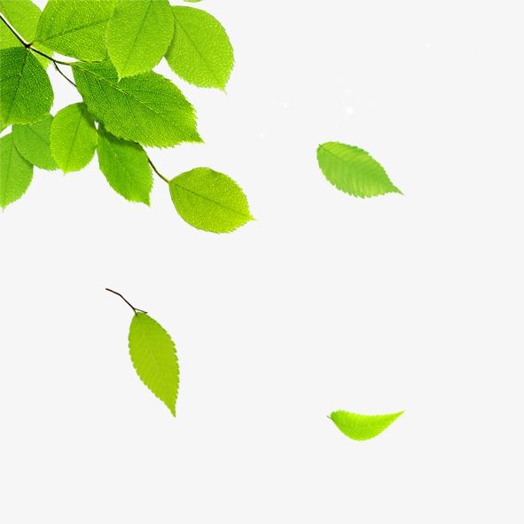 591x591 Floating Leaves, Leaves, Green Leaves Png Transparent Clipart