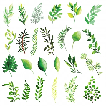 360x360 Leaf Vector, Graphic Resources For Free Download