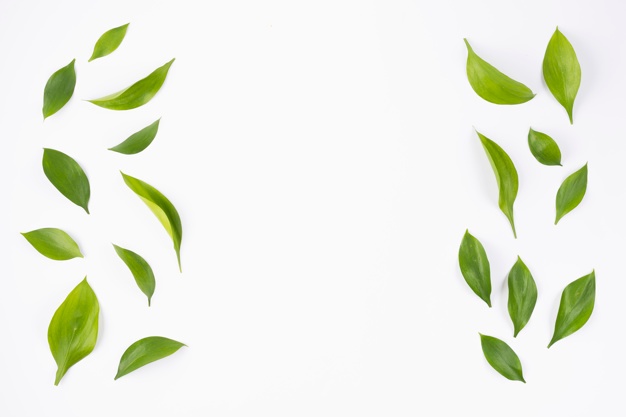 626x417 Leaf Vectors, Photos And Free Download