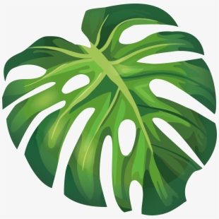 Vector Leaf Png at Vectorified.com | Collection of Vector Leaf Png free ...