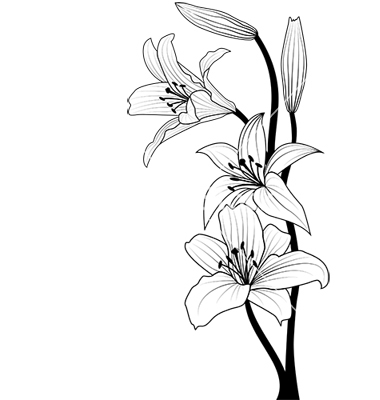 380x400 Easter Lily Vector Images