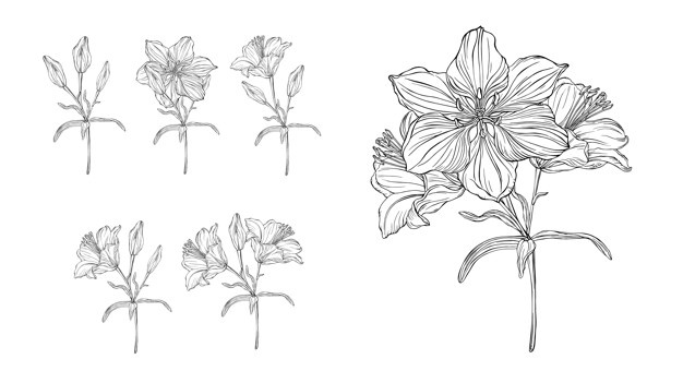 626x340 Lily Vectors, Photos And Free Download
