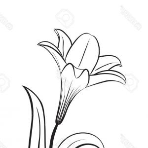 300x300 Photostock Vector Lily Flower Monochrome Vector Illustration