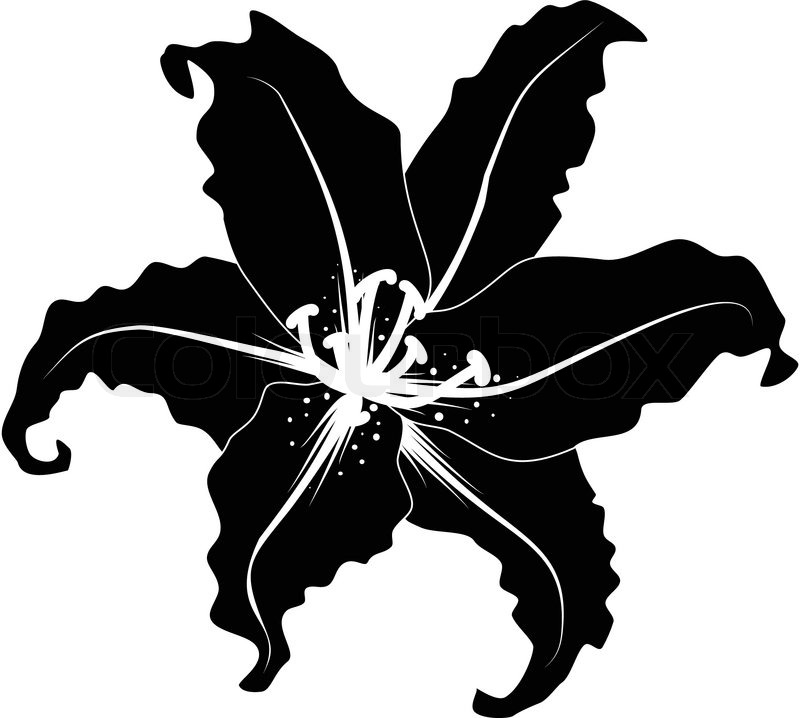 800x718 Silhouette Of Lily Stock Vector Colourbox