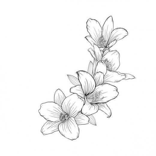 520x520 Top Drawing Of A Lily Flower Outline Clip Art, Vector Graphics