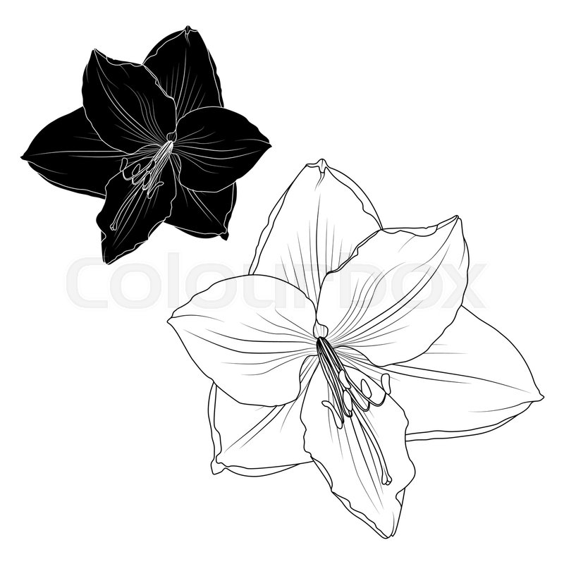 800x800 Amaryllis Hippeastrum Lilly Flower Stock Vector Colourbox