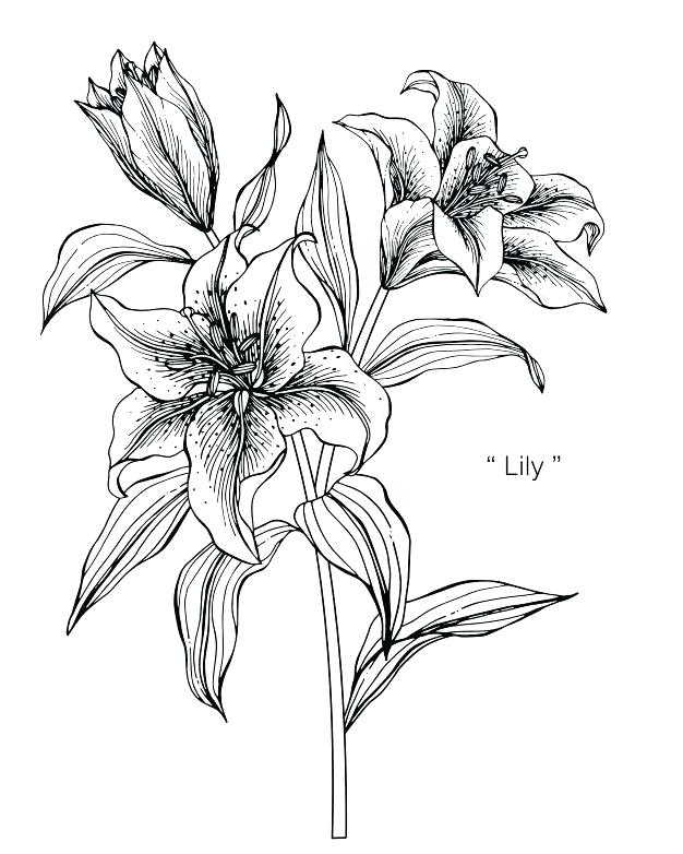626x782 Drawing Of Lily Flower