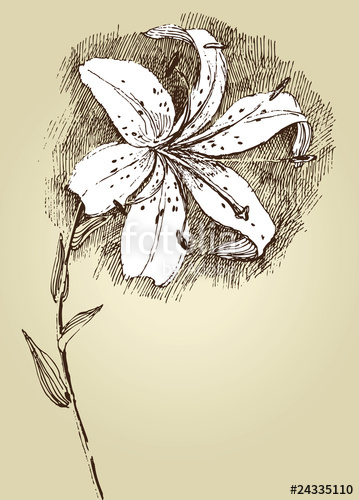 359x500 Lilly Stock Image And Royalty Free Vector