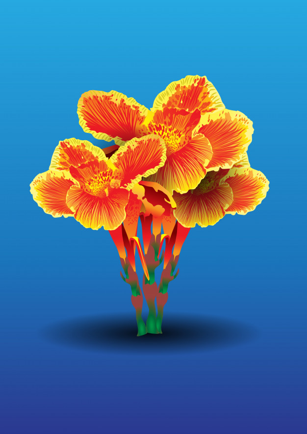 626x885 Canna Lilly Vector Illstrator Vector Premium Download