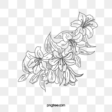 360x360 Flowers Line Drawing Png Images Vector And Free