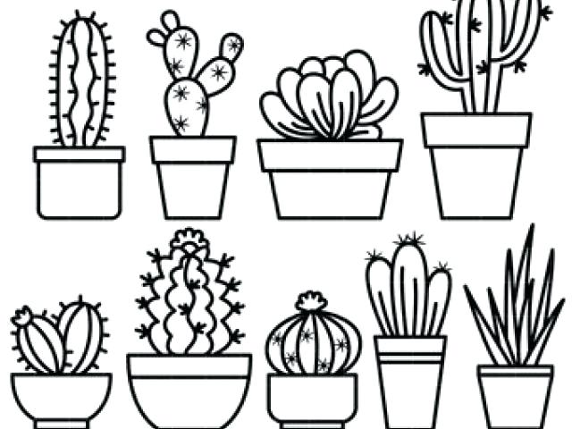 640x480 Cactus Line Drawing