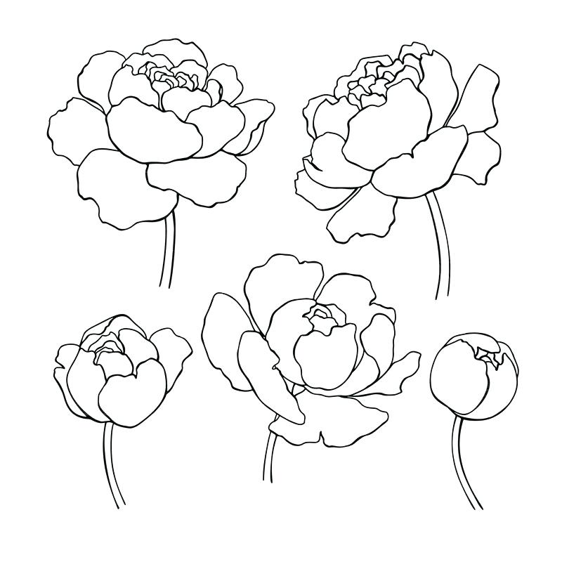 800x800 Simple Line Drawings Of Flowers