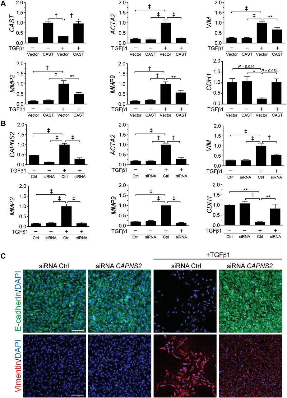 923x1280 Calpain As A Therapeutic Target In Induced Mesenchymal