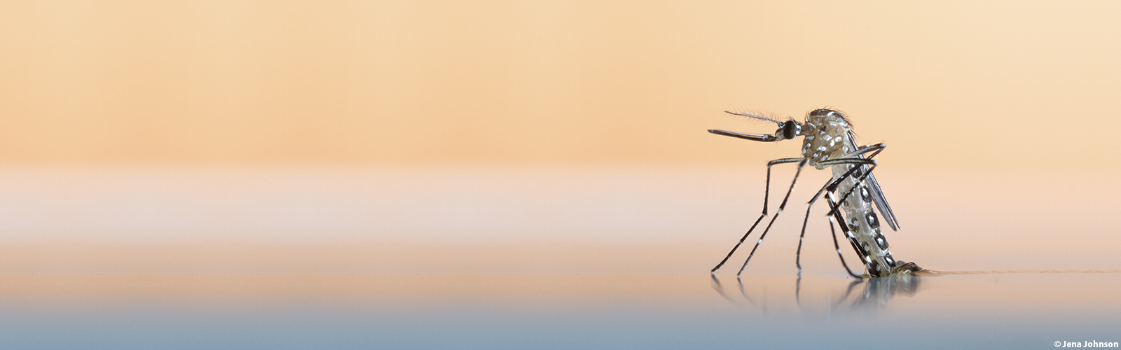 1600x500 Kerri Coon Vector Physiology Lab Department Of Entomology