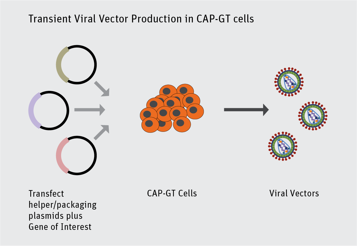 1191x823 Cap Gt, Manufacturing, Process Development Cevec
