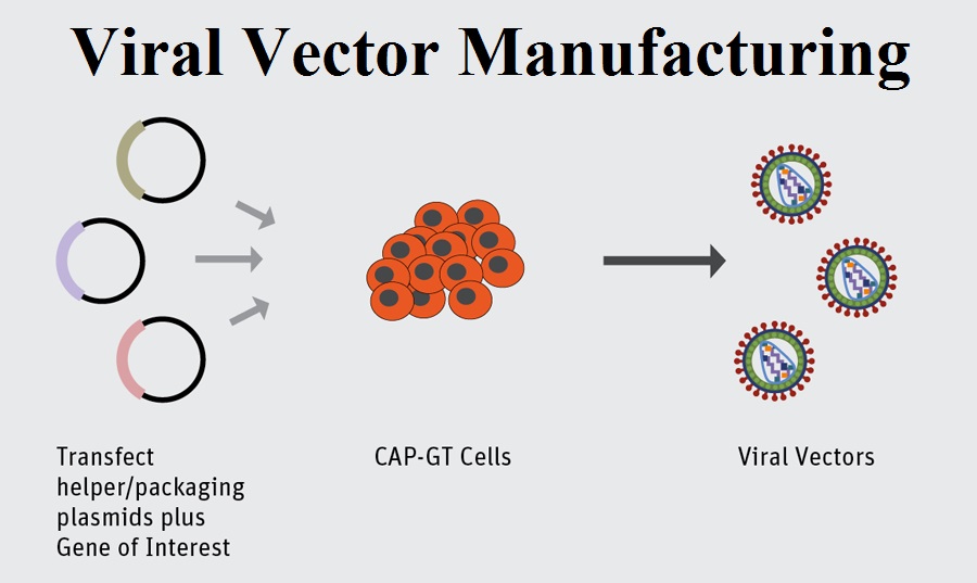 900x537 Viral Vector Manufacturing Market Projected To Exhibit A Double