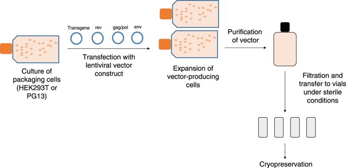 685x334 Clinical Use Of Lentiviral Vectors Leukemia