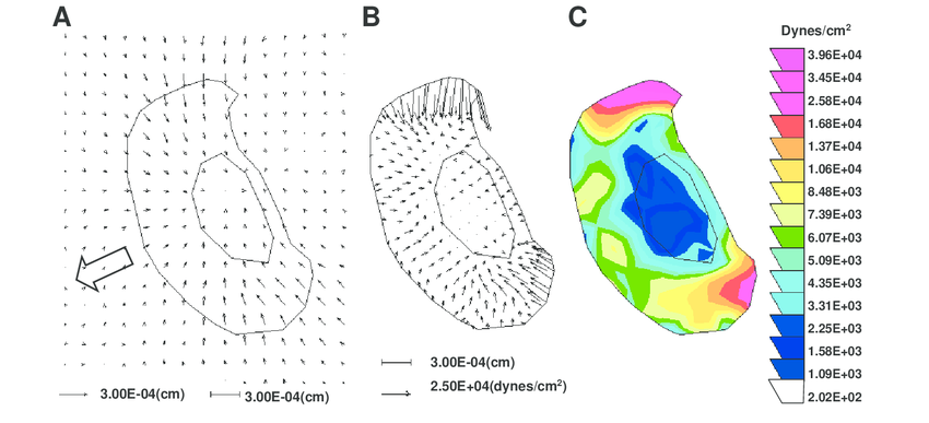 850x387 Generation Of Traction Vector Maps Using The Gelatin Traction