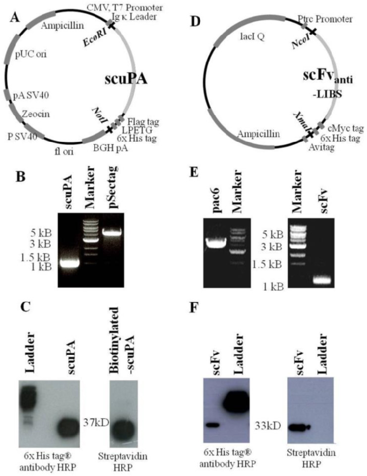 727x943 Vector Map, Generation And Purification Of Scupa And Scfvanti Libs