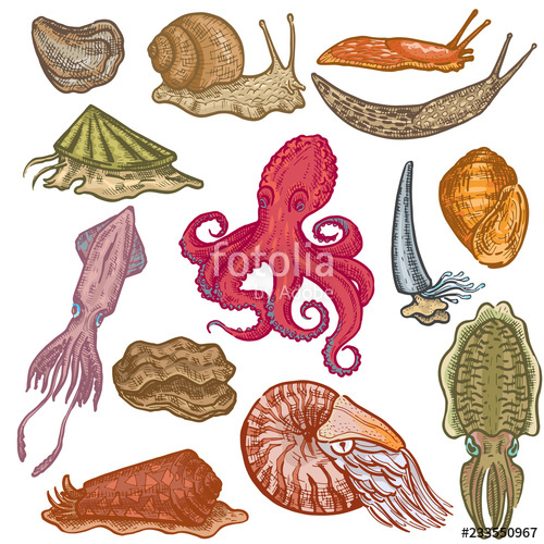 500x500 Shellfish Vector Marine Animal Octopus Molluscs Animalistic