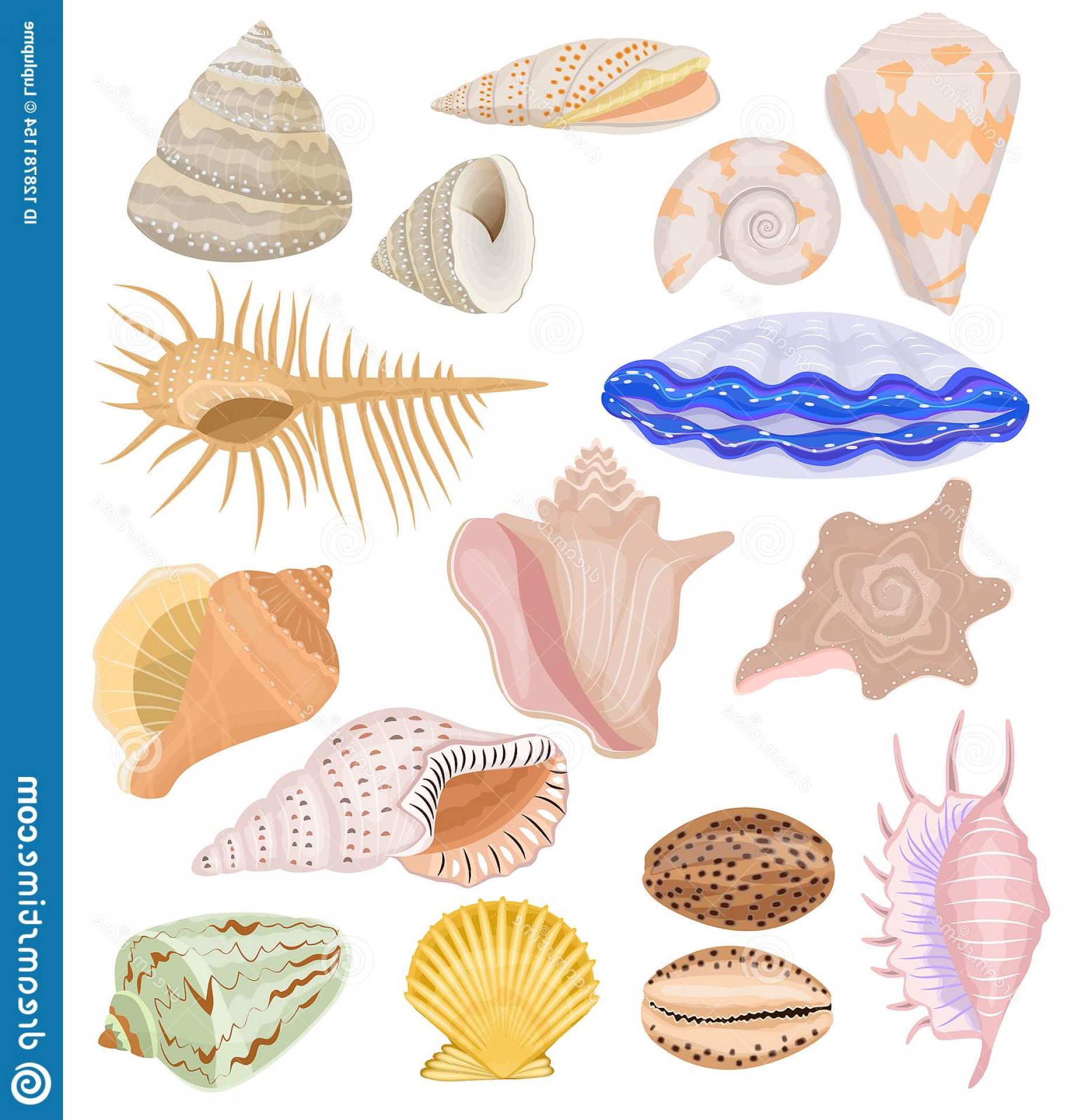 1854x1920 Shells Vector Marine Seashell Ocean Cockle Shell Underwater