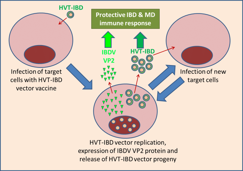 Schematic Representation Of The Mechanisms Of Action Of The Hvt 850x598 Schematic Representation Of The Mechanisms Of Action Of The Hvt