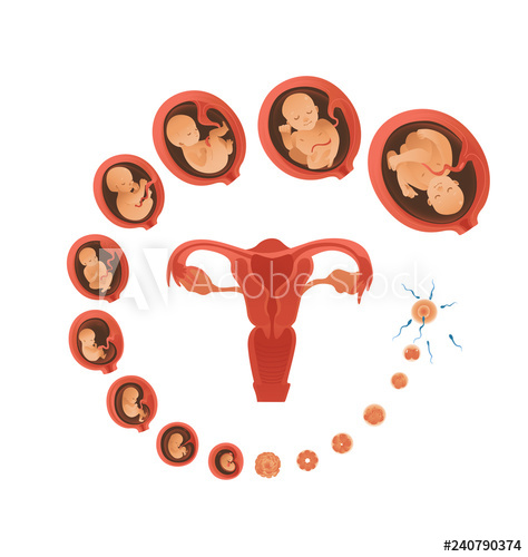 474x500 Vector Human Embryo Development Circle With Female Uterus Icon