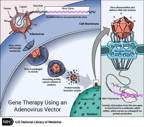 600x531 How Does Gene Therapy Work