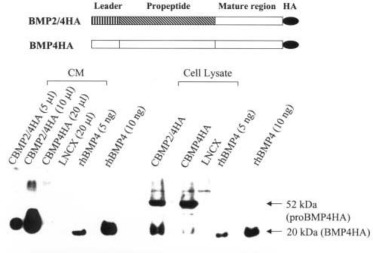 Development Of An Mfg Based Retroviral Vector System For Secretion 373x253 Development Of An Mfg Based Retroviral Vector System For Secretion