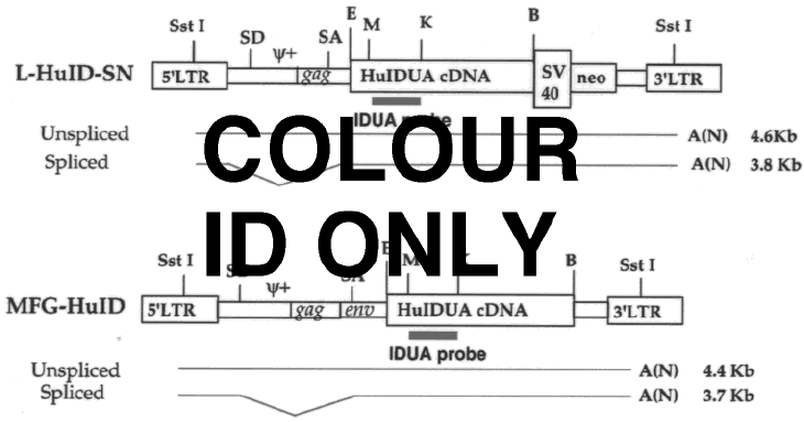 Diagram Of Retroviral Vector Proviruses Carrying Human Idua Cdna 730x383 Diagram Of Retroviral Vector Proviruses Carrying Human Idua Cdna