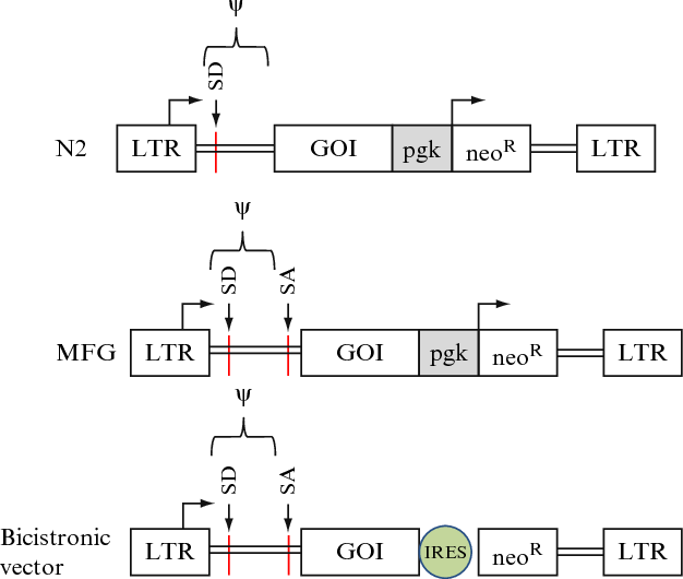 Figure From General Principles Of Retrovirus Vector Design 626x530 Figure From General Principles Of Retrovirus Vector Design