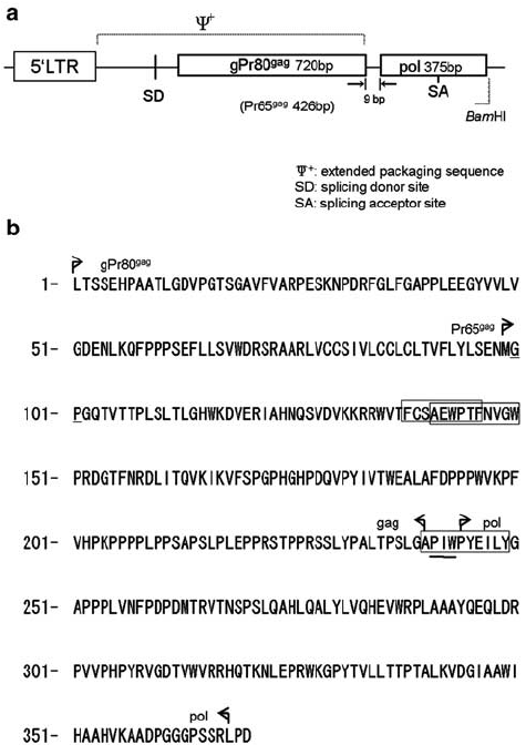 Leader Sequence Of The Retroviral Vector, Lzrspbmn 475x672 Leader Sequence Of The Retroviral Vector, Lzrspbmn