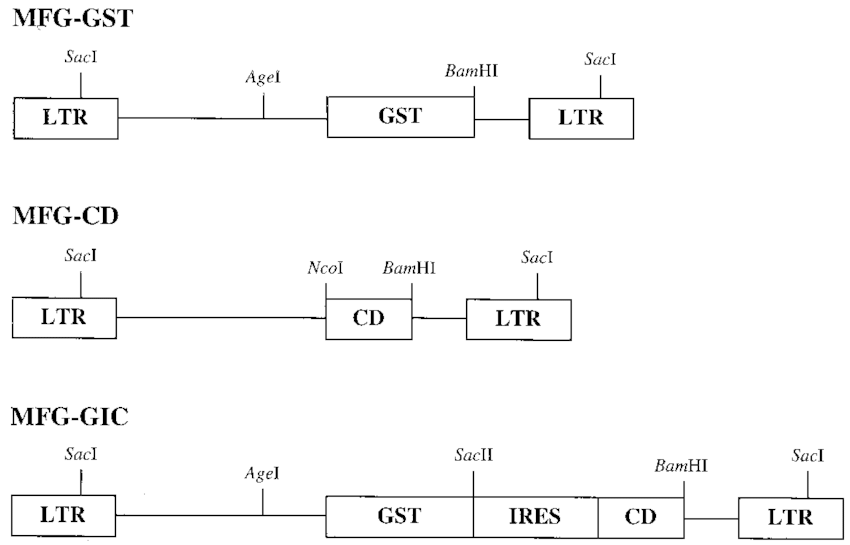 Retroviral Vector Constructions Are Based On The Moloney Murine 850x545 Retroviral Vector Constructions Are Based On The Moloney Murine