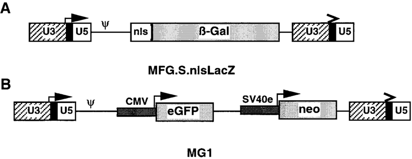 Retroviral Vectors 850x329 Retroviral Vectors