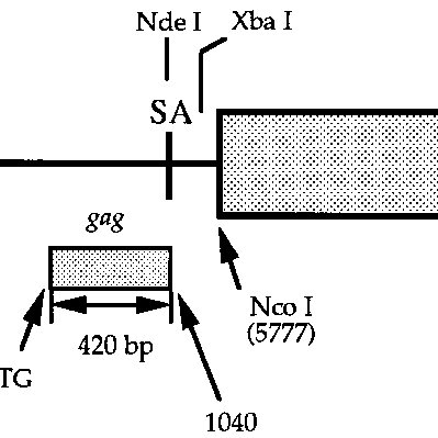 Schematic Representation Of The Retroviral Vector Mfg In Mfg 399x399 Schematic Representation Of The Retroviral Vector Mfg In Mfg